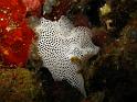 dentelle de neptune